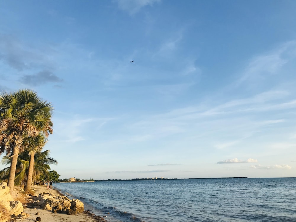 green palm tree near body of water during daytime