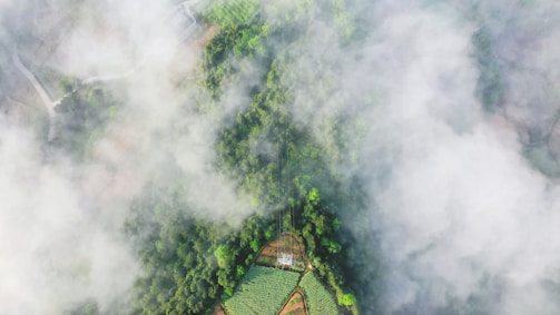 Aerial view of a lush, green forest partially covered by clouds. The dense canopy of trees is interspersed with patches of lighter vegetation. A small cultivated area with defined plots and rows of crops is visible, adding a touch of human cultivation to the natural landscape.