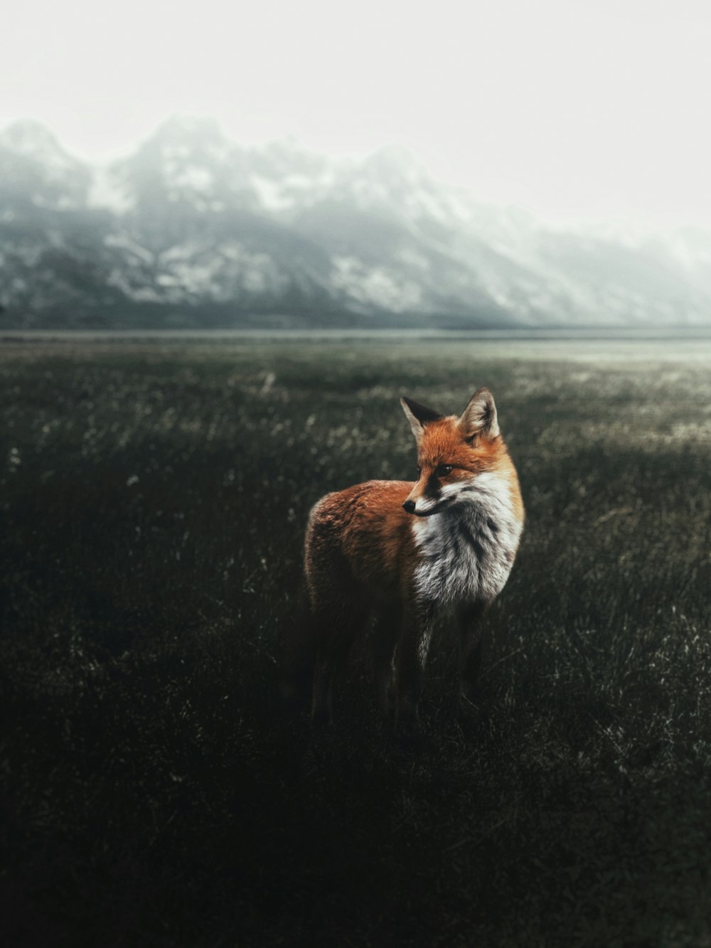 brown and white fox on green grass field during daytime