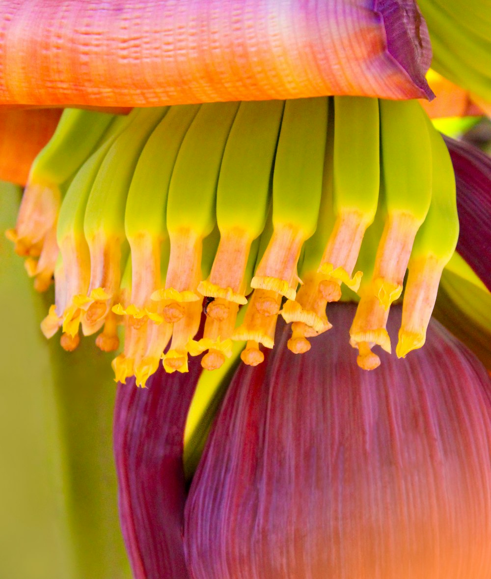 yellow and red flower bud