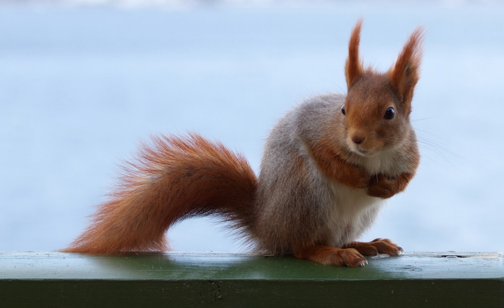 brown squirrel on green wooden fence