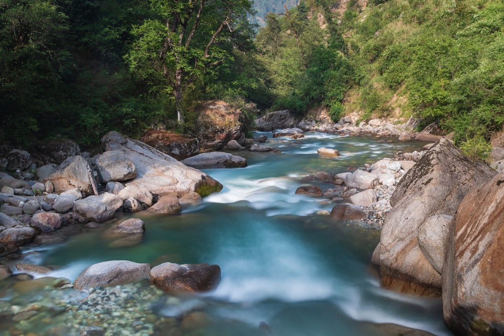 river in the middle of the forest