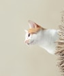 orange and white cat on brown plant