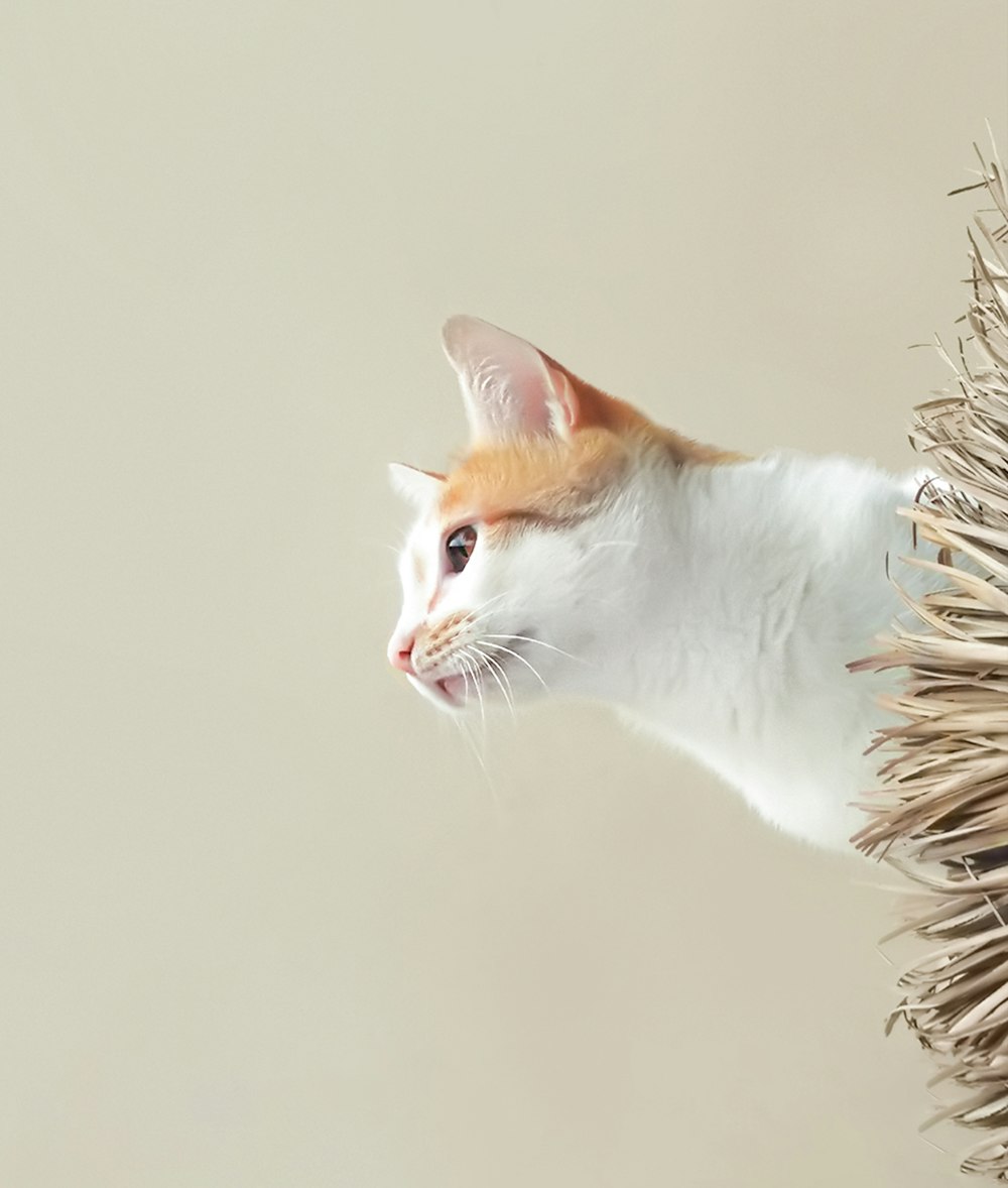 orange and white cat on brown plant