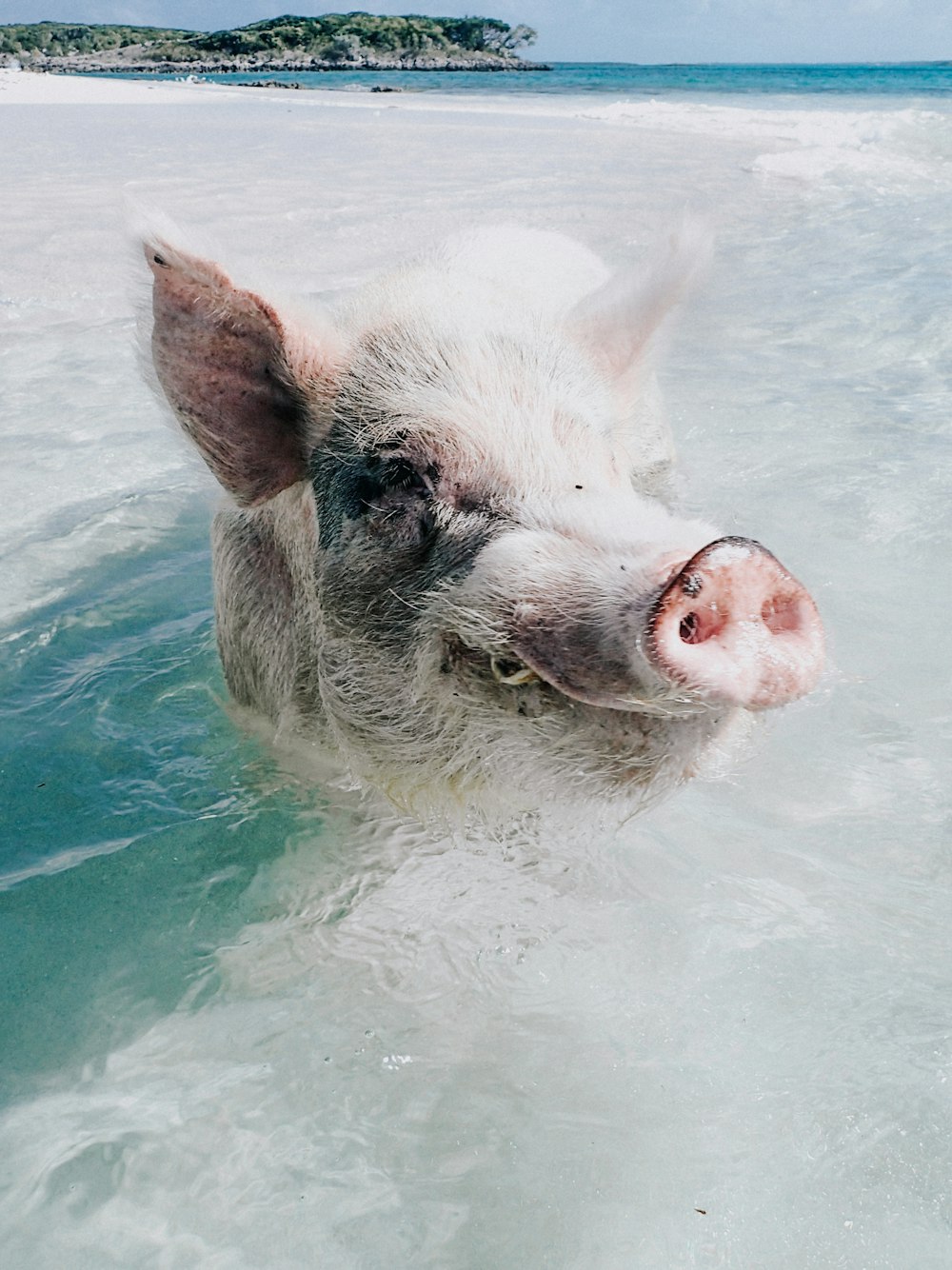white pig in water during daytime