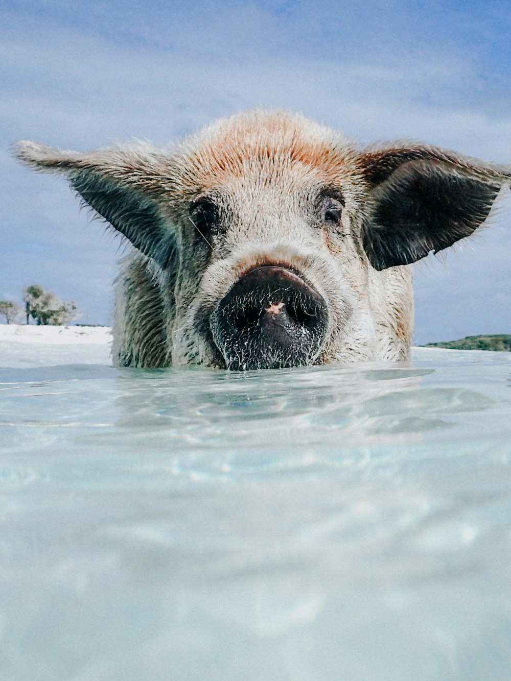 brown and white pig in water