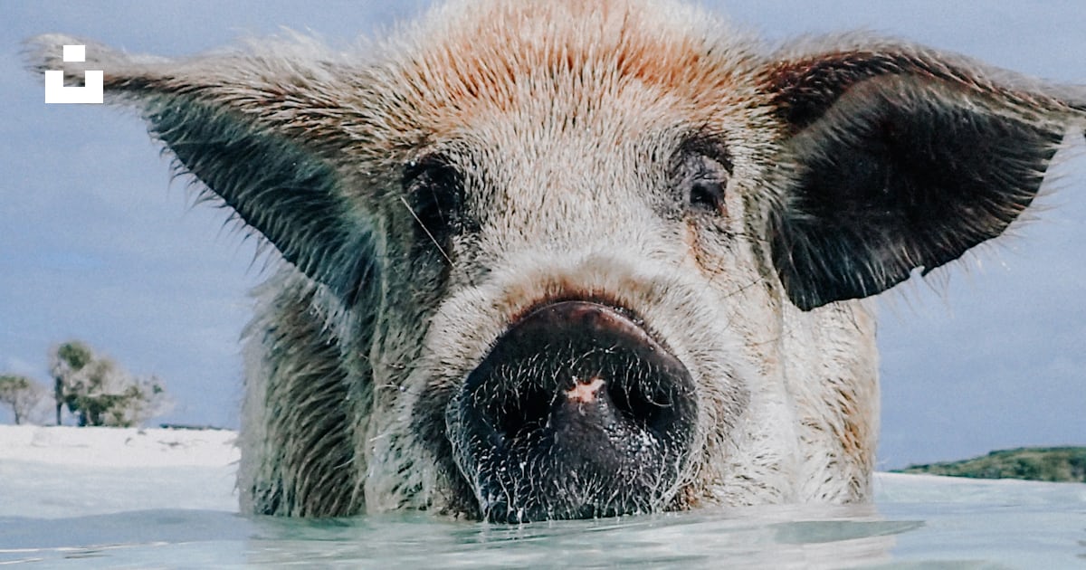 Braunes und weißes Schwein im Wasser Foto – Kostenloses Bild zum Thema ...