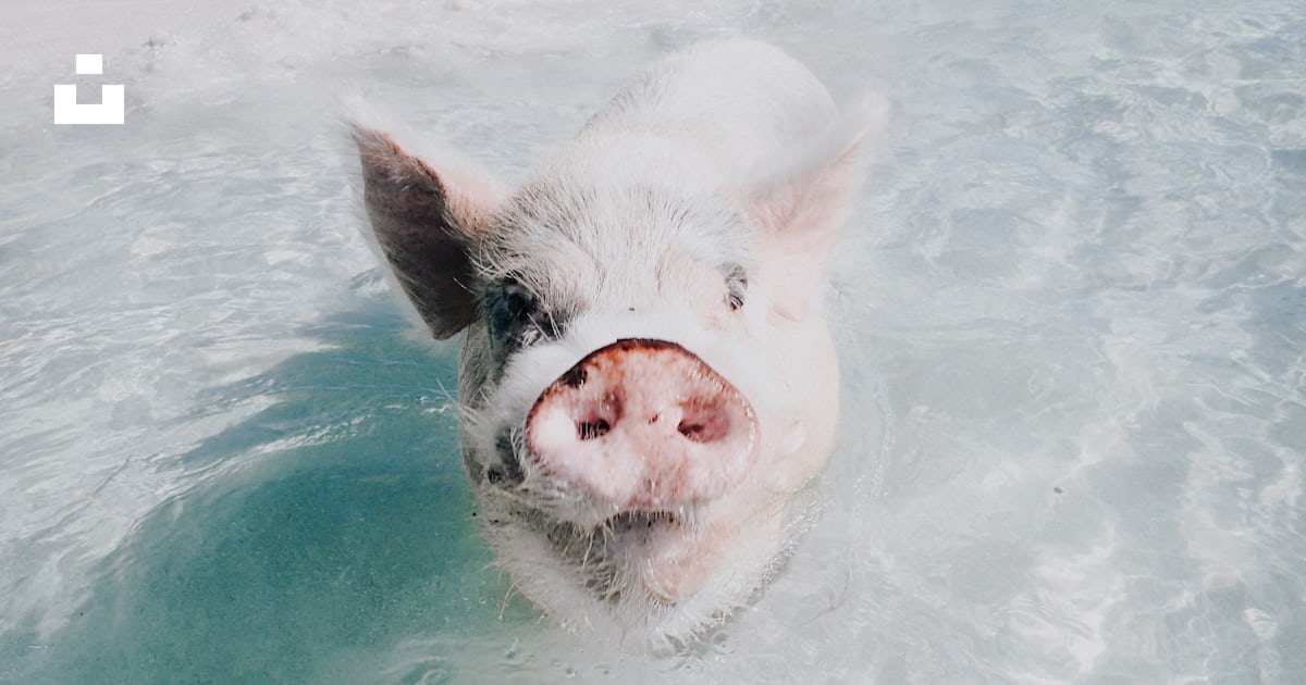 水の中の白豚の写真 Unsplashで見つけるピッグビーチの無料写真 水の中の白豚の写真 Unsplashで見つけるピッグビーチの無料写真