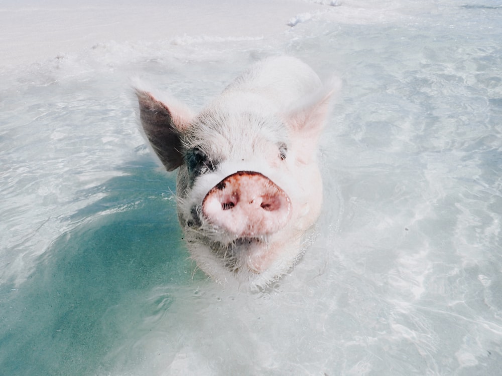 white pig in the water