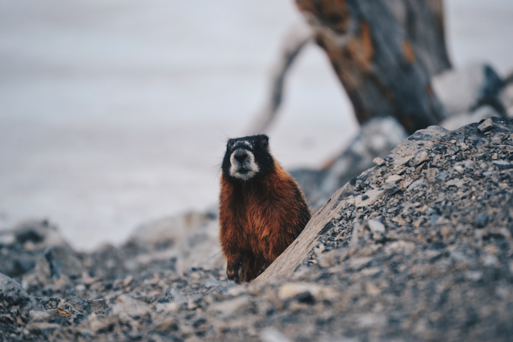 brown and black animal on gray rock