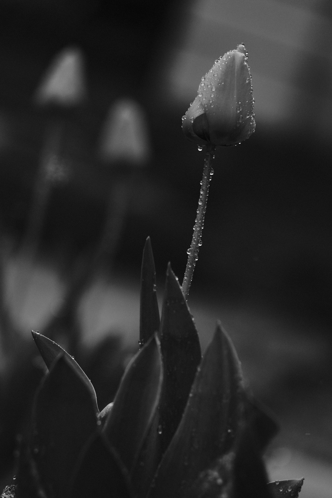 grayscale photo of flower bud