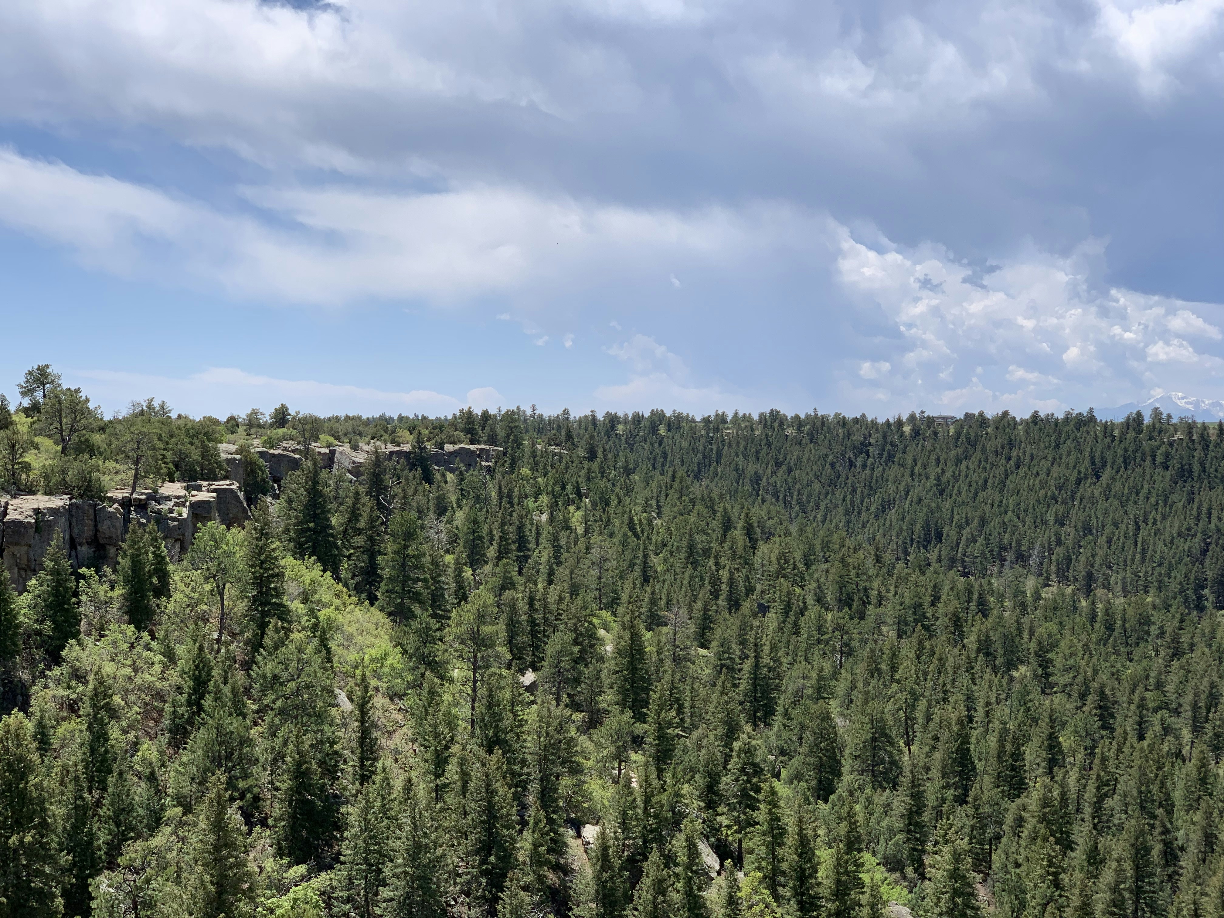 green pine trees under blue sky during daytime