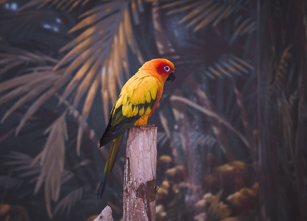 yellow red and green bird on tree branch