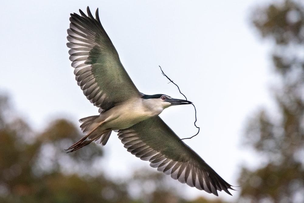 white and brown bird flying during daytime