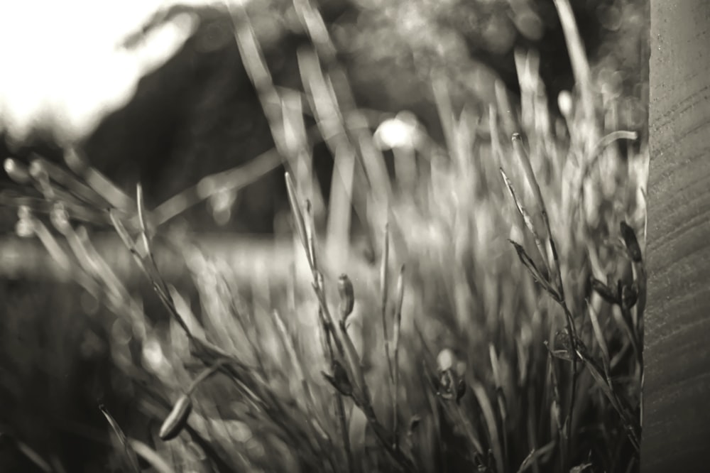 green grass field during daytime