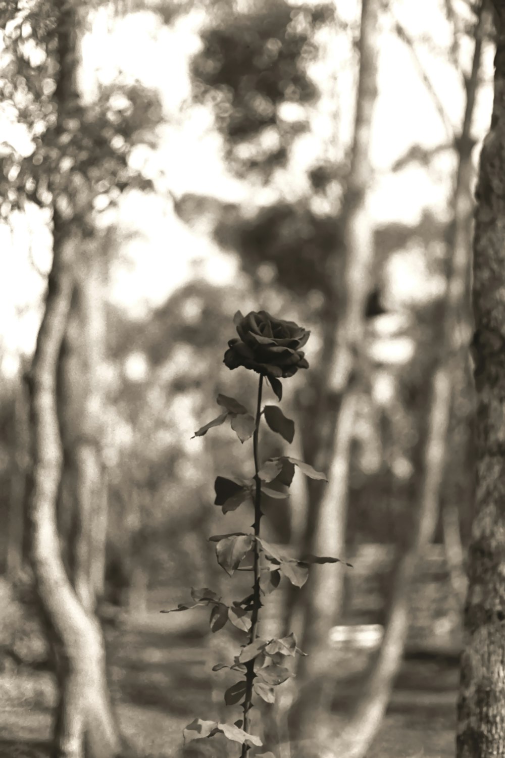 grayscale photo of dried flower