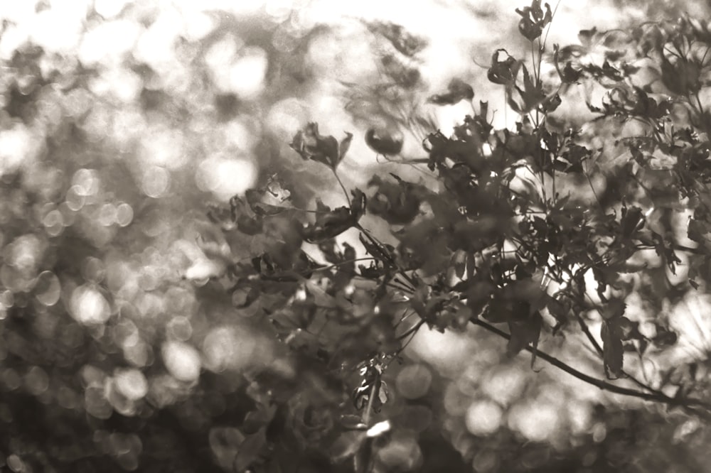 grayscale photo of flower buds