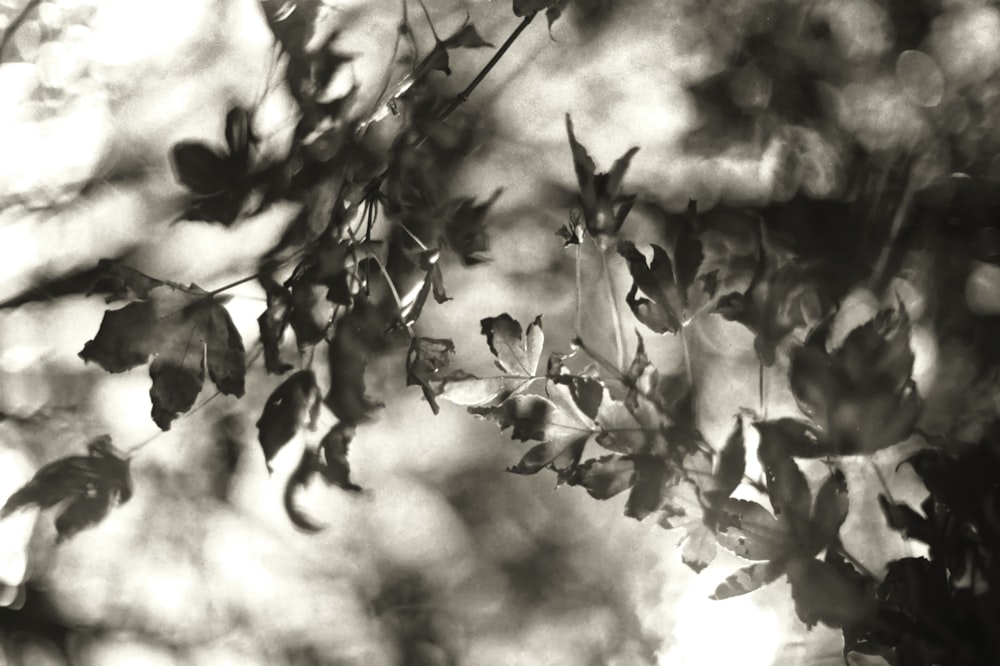 grayscale photo of leaves during daytime