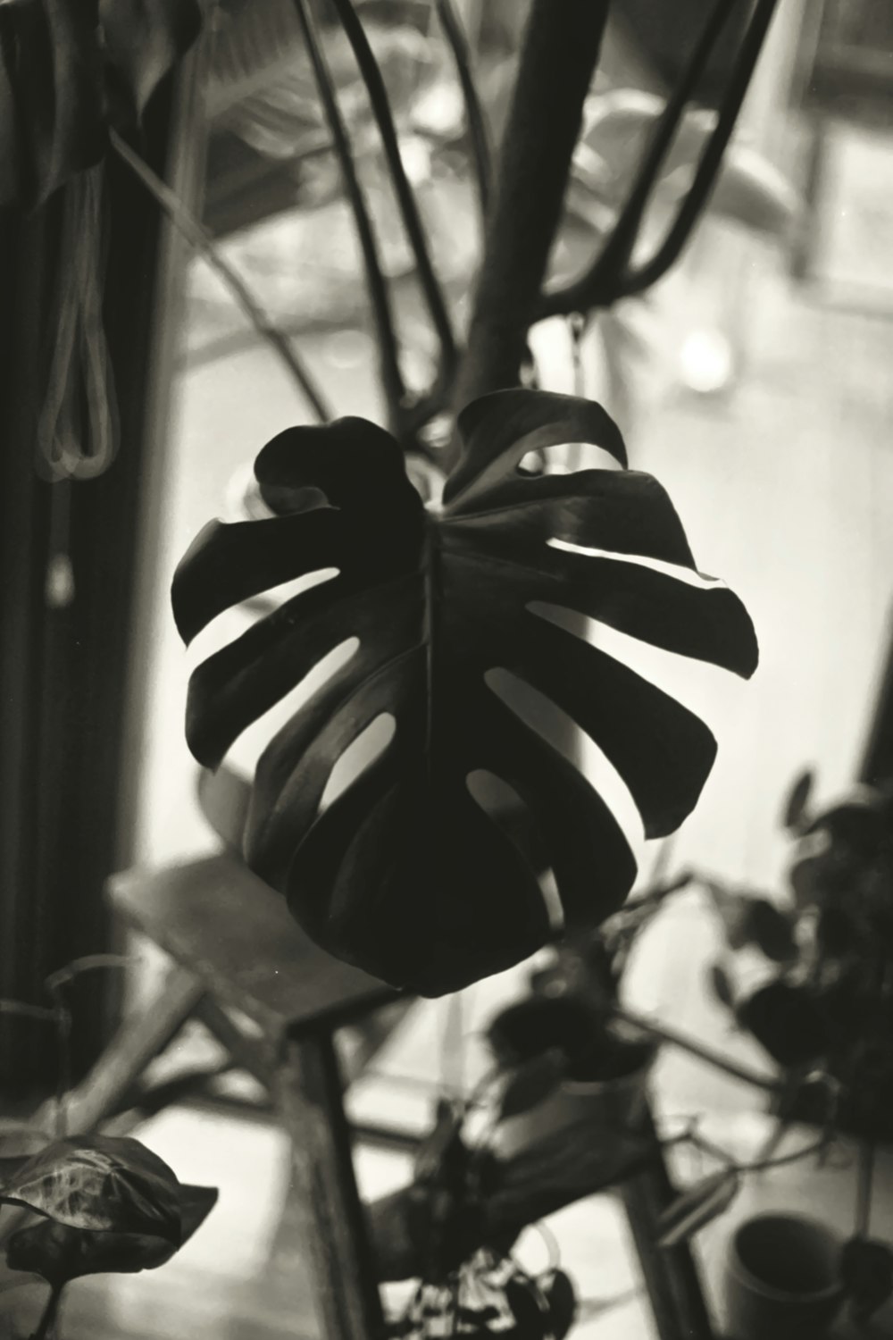 grayscale photo of plant leaves