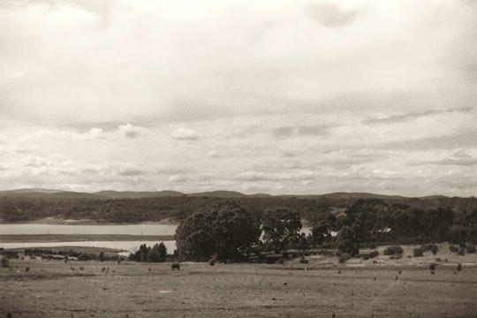 grayscale photo of trees near body of water in Bacchus Marsh VIC Australia