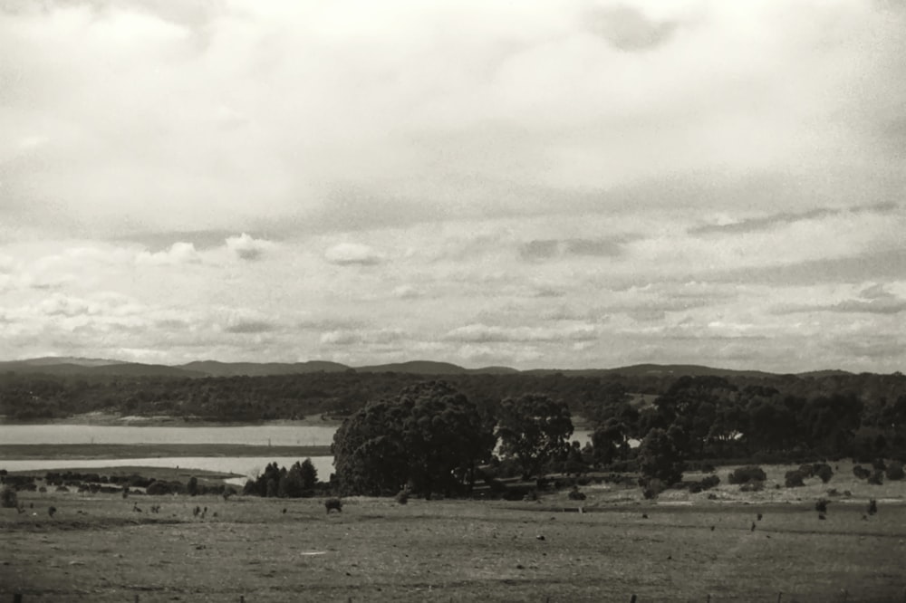 grayscale photo of trees near body of water