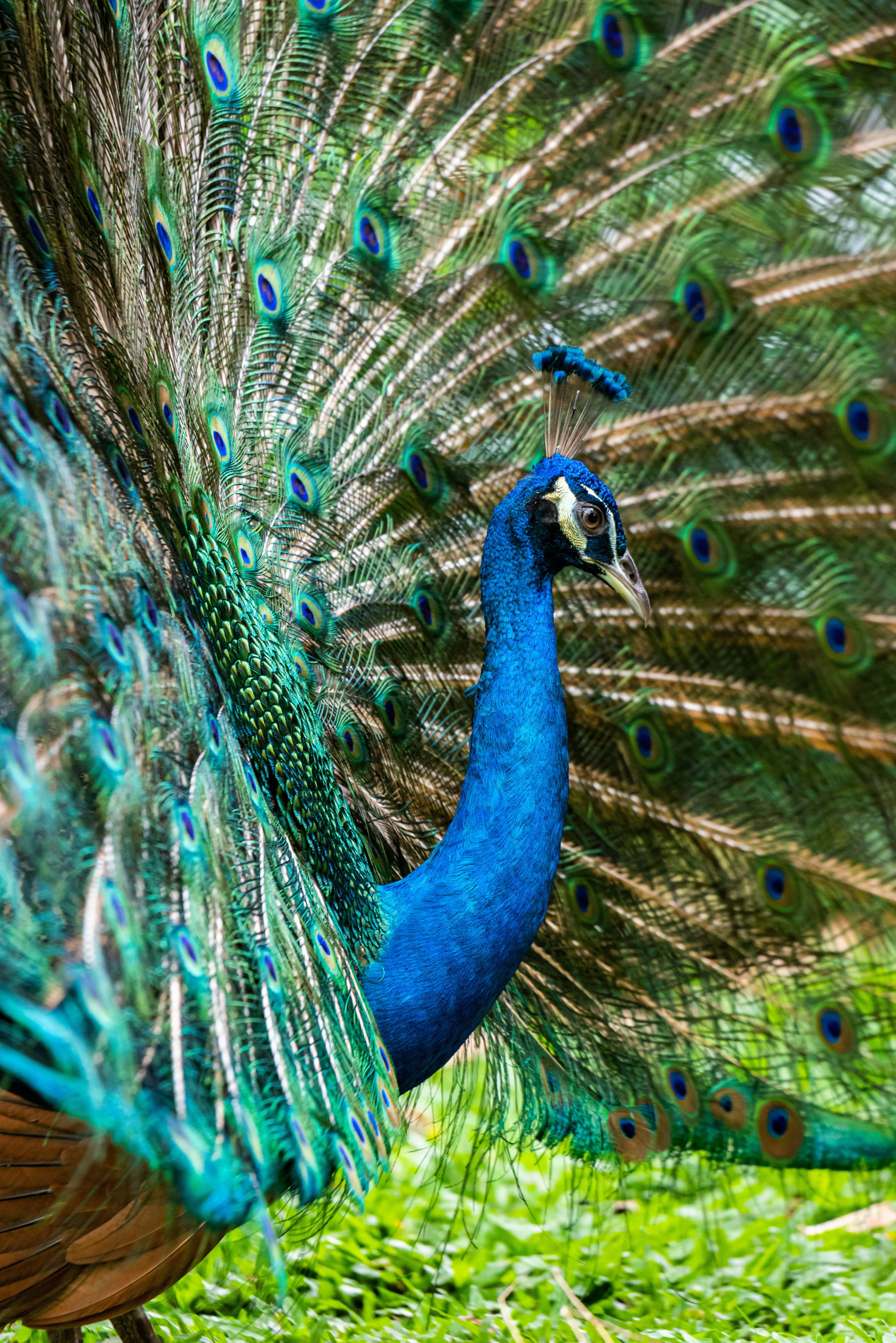 blue green and brown peacock