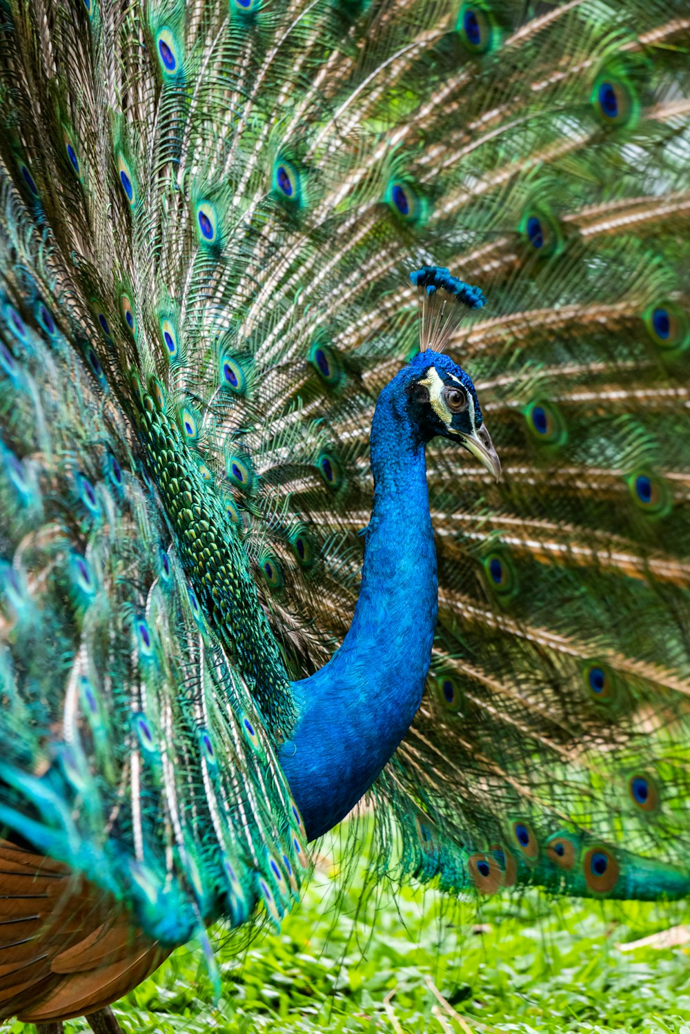 blue green and brown peacock