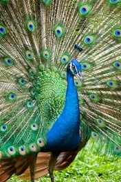 blue green and brown peacock