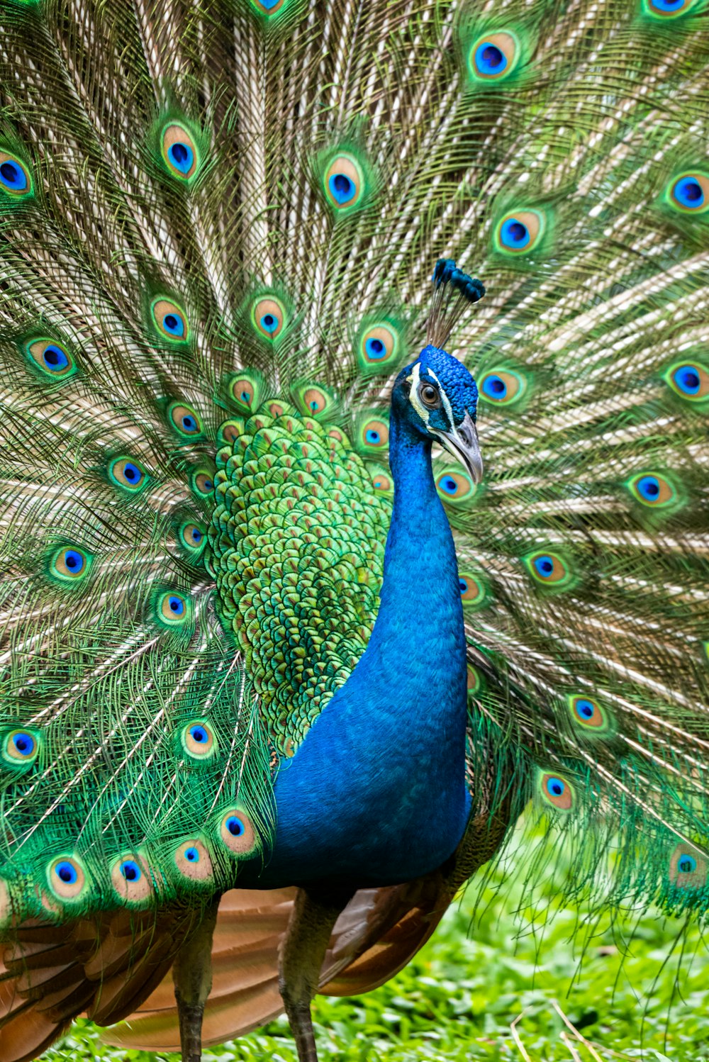 blue green and brown peacock