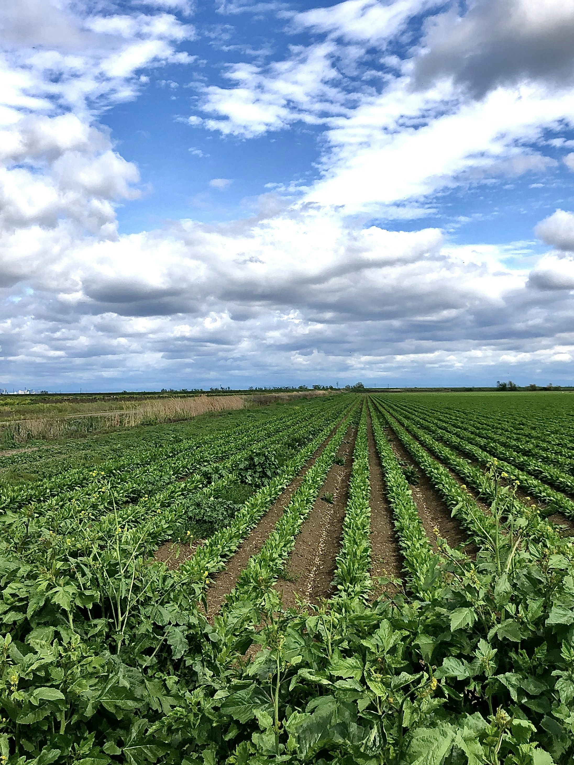 green plants under blue sky during daytime