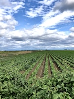 Rows of green crops stretching under a bright blue sky at bfg farm llc.