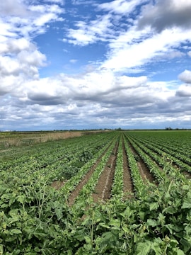 Rows of vibrant green oilseed crops stretching toward the horizon on a sunny day.