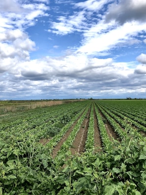Rows of green soybean plants stretching into the distance on a sunny day.