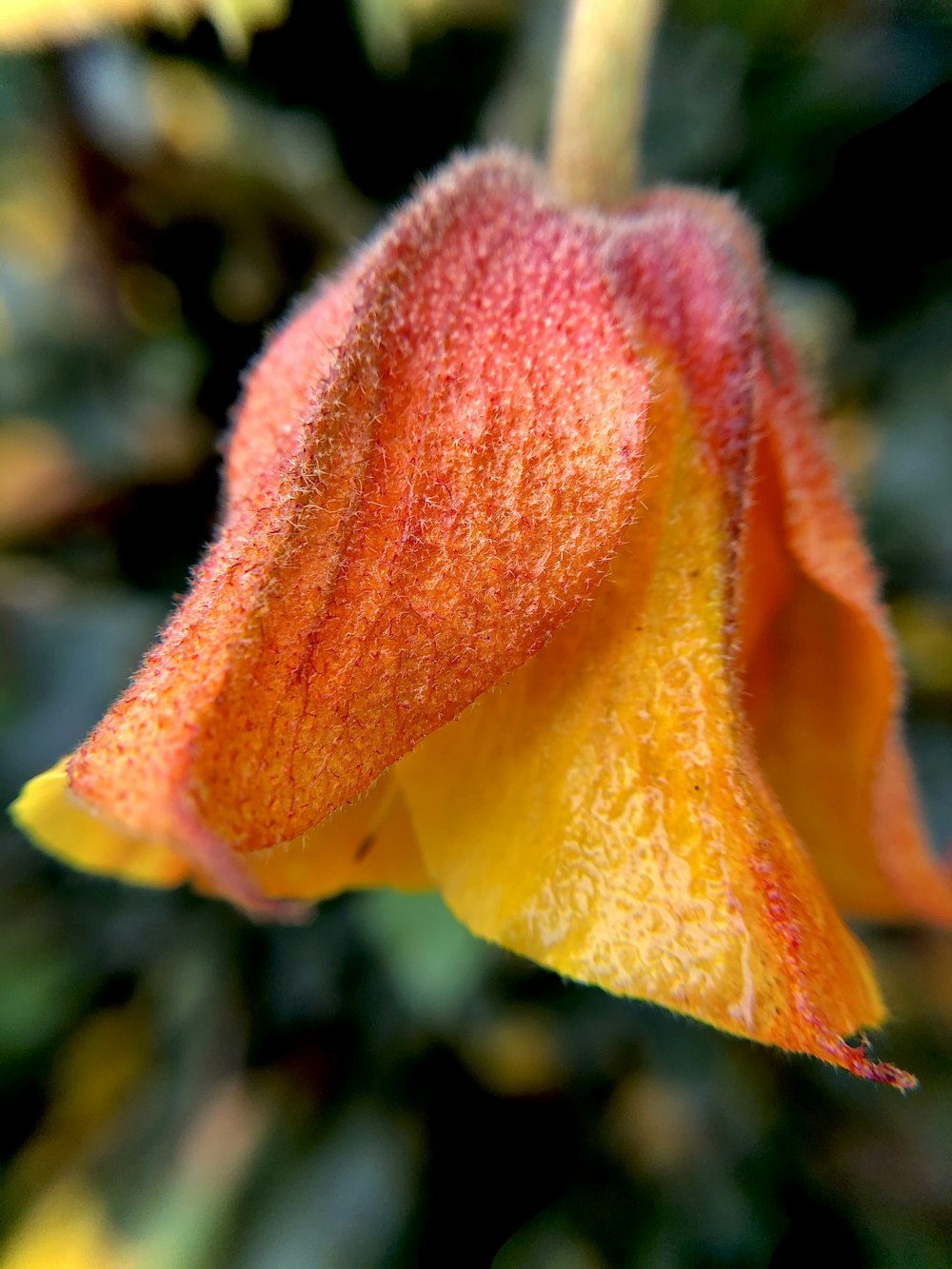 a close up of a flower with a blurry background