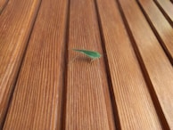 A green insect, possibly a katydid, is perched on wooden planks that exhibit a natural grain and warm tones.