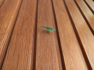 A green insect, possibly a katydid, is perched on wooden planks that exhibit a natural grain and warm tones.