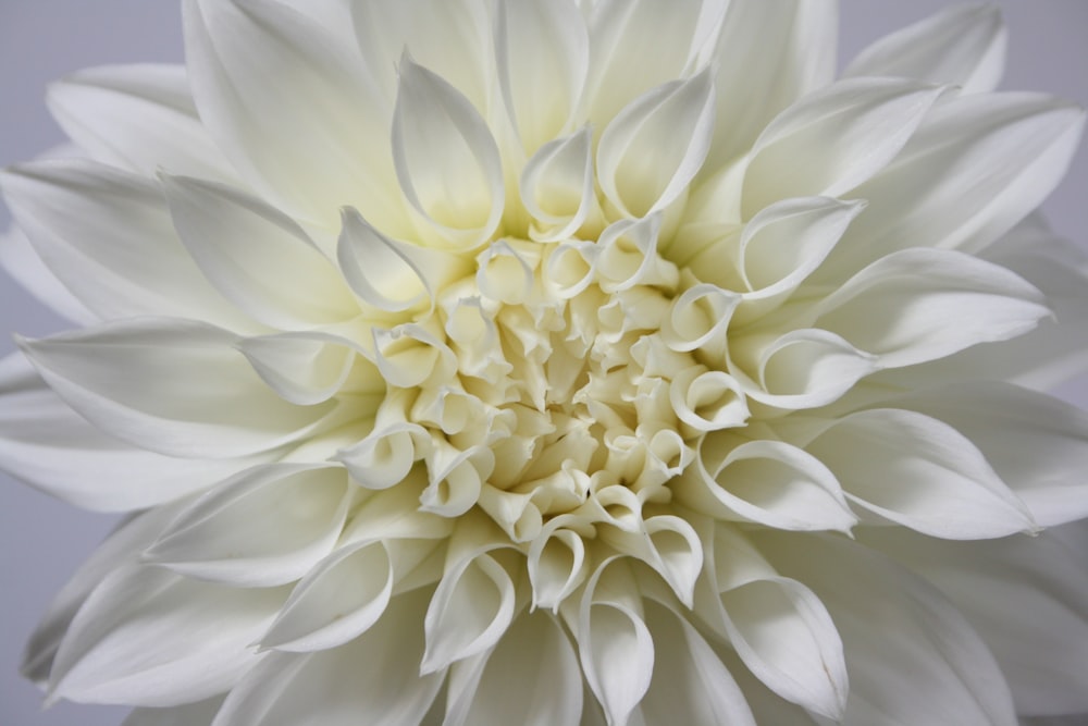 white flower in macro lens