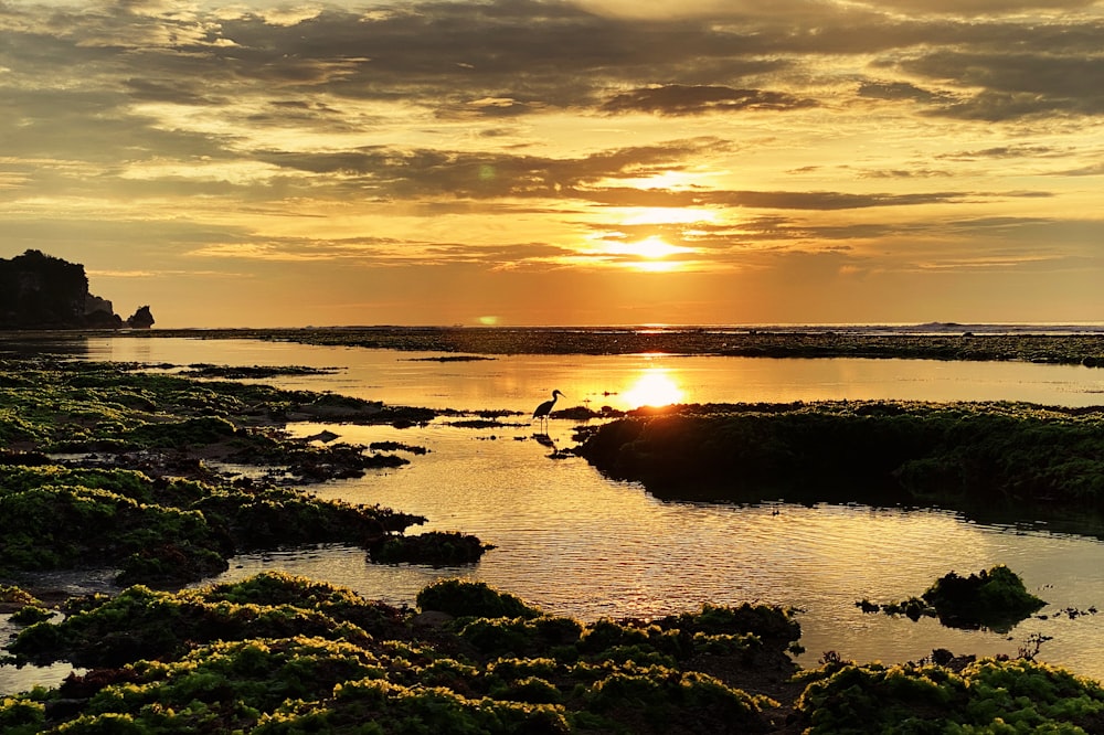 body of water during sunset