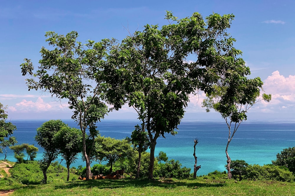 green tree near body of water during daytime