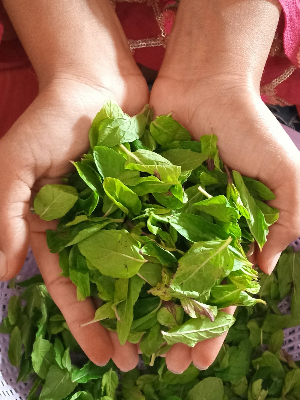 green leaves on persons hand