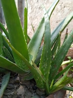 Aloe vera plant with thick, green, fleshy leaves featuring white speckles and serrated edges. The plant is in a pot, surrounded by dry soil and a textured wall in the background.