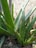 Aloe vera plant with thick, green, fleshy leaves featuring white speckles and serrated edges. The plant is in a pot, surrounded by dry soil and a textured wall in the background.