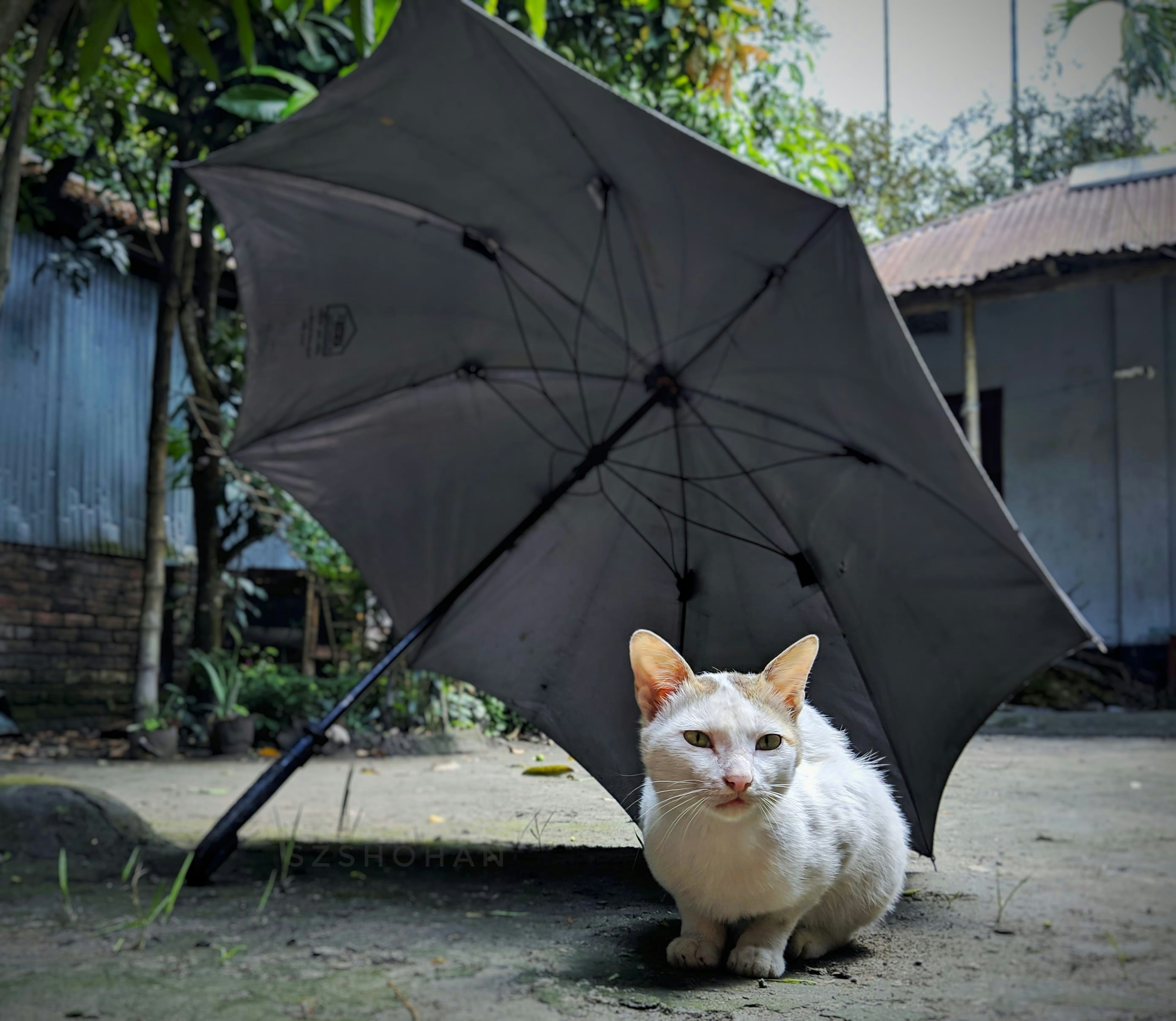 Mittens and the Umbrella Adventure! 🐾🌧️🌈