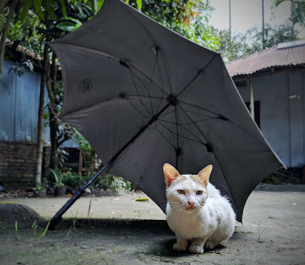 white cat sitting under umbrella