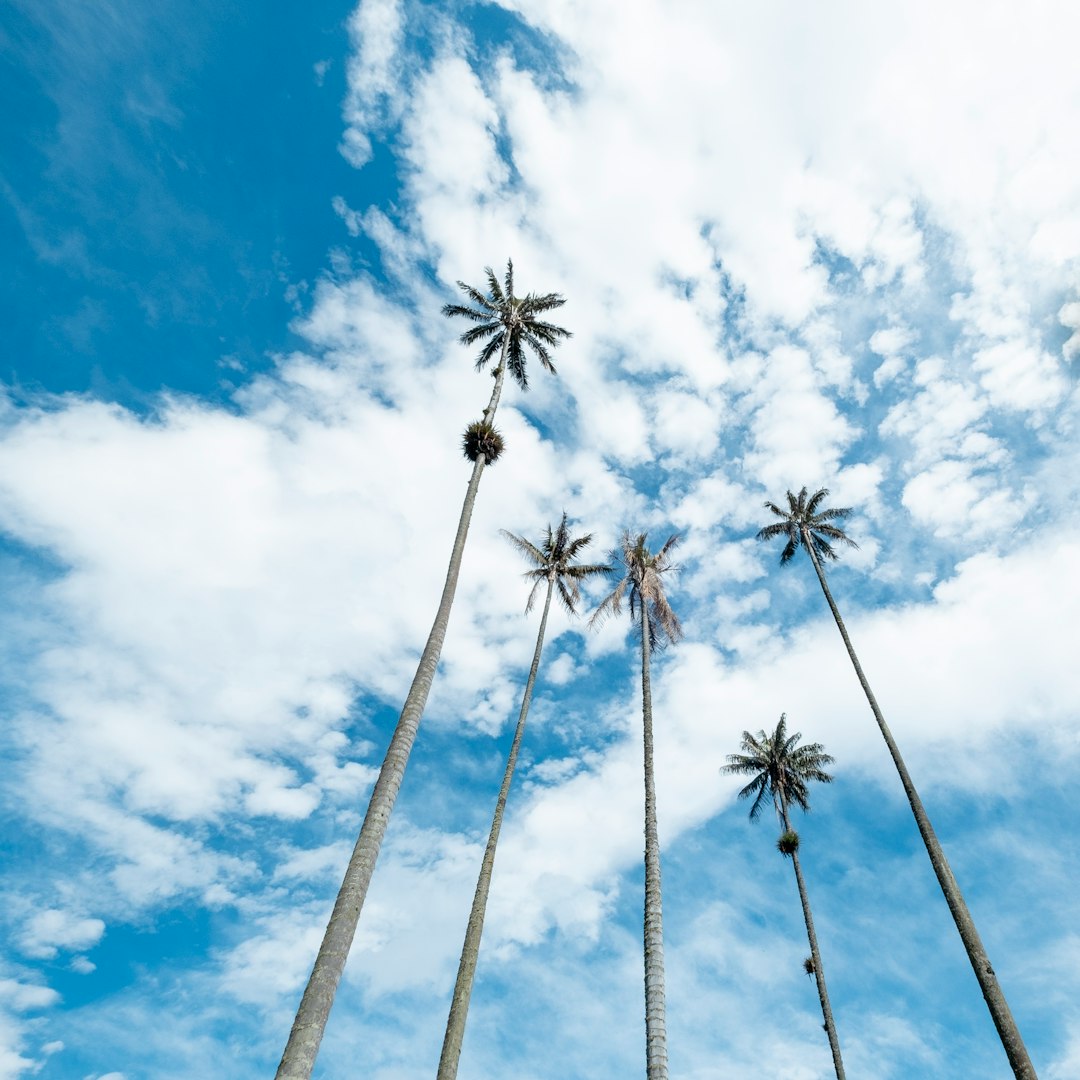 low angle photography of palm trees under blue sky during daytime