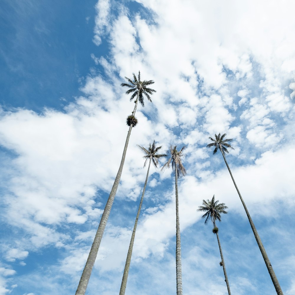 Photographie en contre-plongée de palmiers sous le ciel bleu pendant la journée