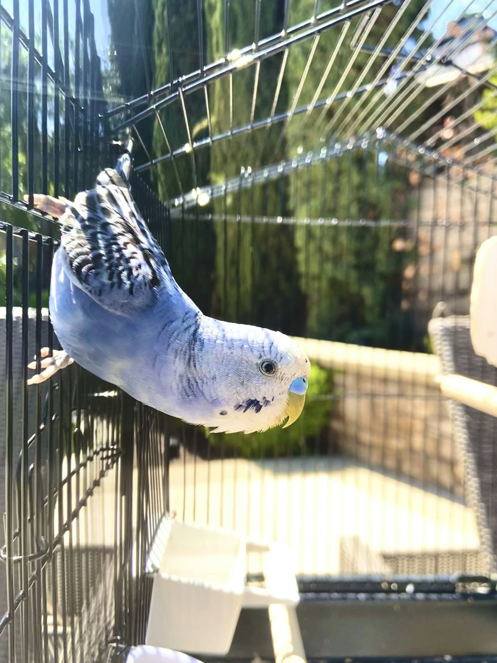 blue and yellow bird in cage