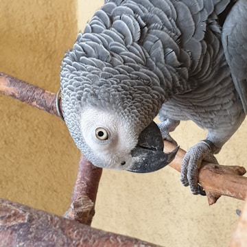 A grey parrot with intricate feather patterns perches on a branch, tilting its head inquisitively. The bird's keen eye gazes directly at the viewer, while its claws grip the branch securely. The background is a soft yellowish hue.