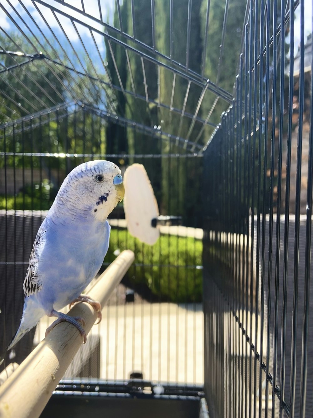 oiseau blanc et jaune sur bâton en bois brun