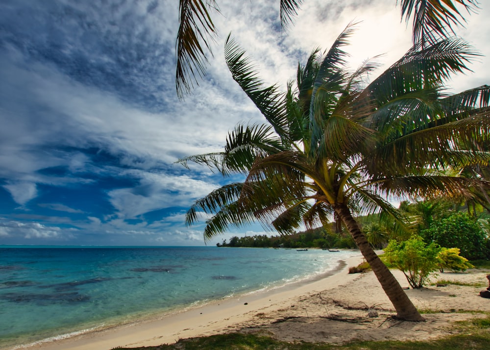 Palmera cerca del cuerpo de agua durante el día